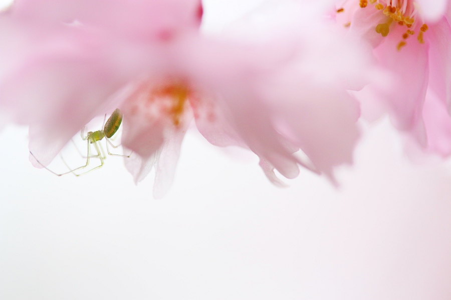 東京桜散る。。。。雨_f0115475_1952444.jpg