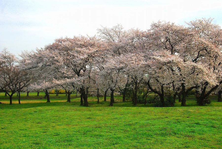さくらそう公園満開_c0187781_0353360.jpg