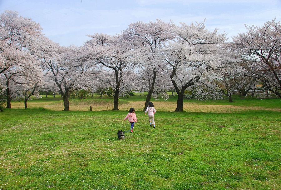 さくらそう公園満開_c0187781_0361819.jpg