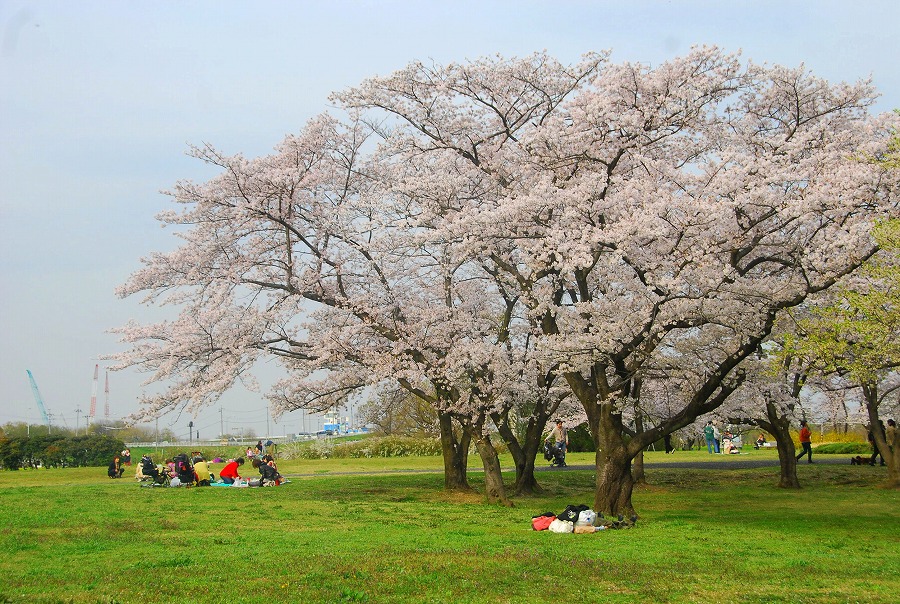 さくらそう公園満開_c0187781_0392285.jpg