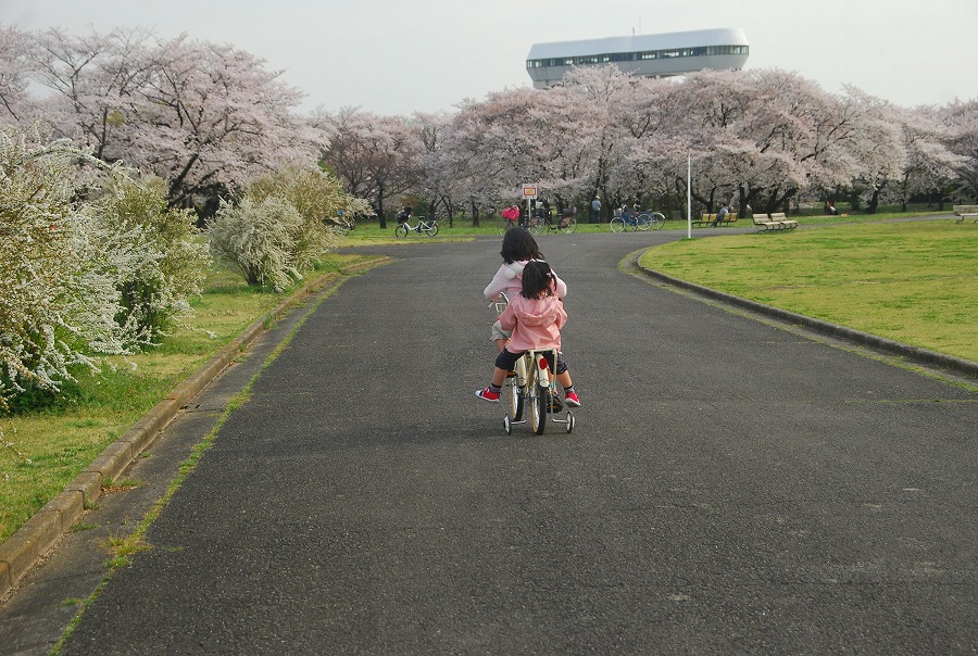 さくらそう公園満開_c0187781_0395563.jpg