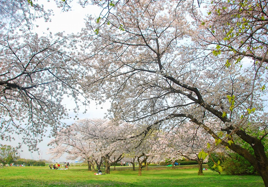 さくらそう公園満開_c0187781_039894.jpg