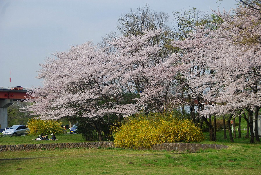 さくらそう公園満開_c0187781_0412872.jpg