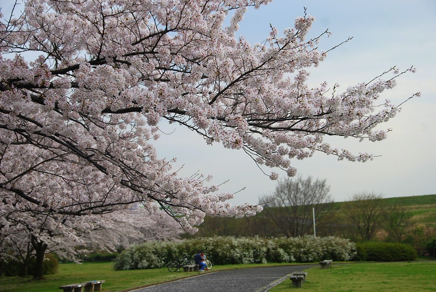 さくらそう公園満開_c0187781_0421149.jpg