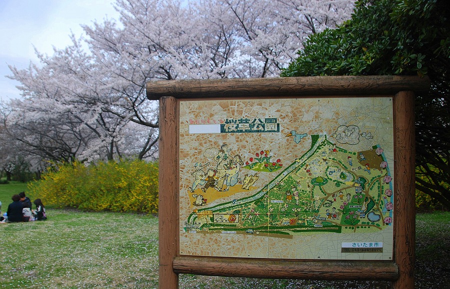 さくらそう公園満開_c0187781_0433671.jpg