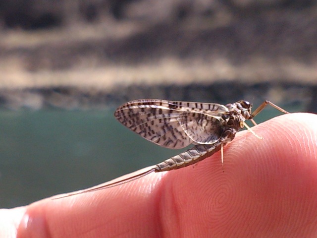 c0157482_20231181.jpg