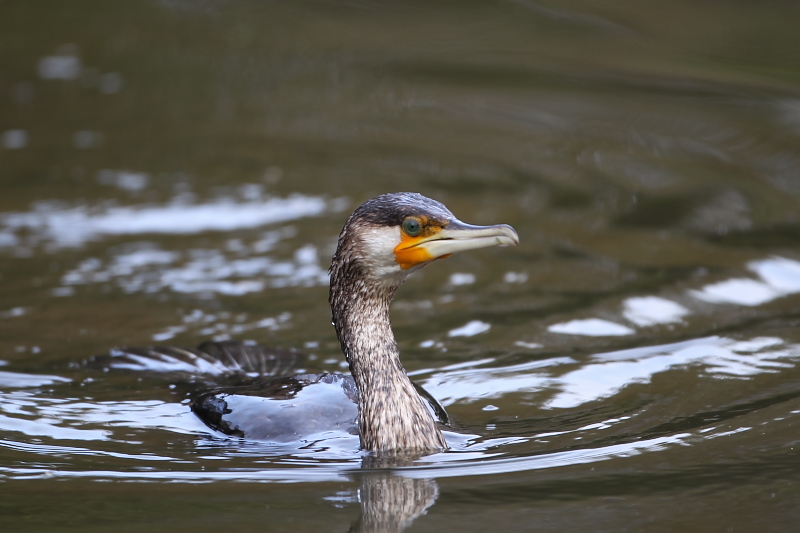 カワウさん_f0183785_4251818.jpg