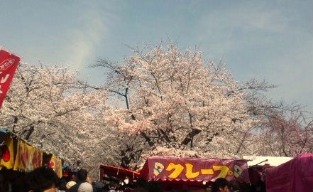 思いがけない京都のお花見_f0231785_16332894.jpg