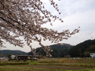 Flor de cerezo〜サクラ〜_d0156386_12184742.jpg