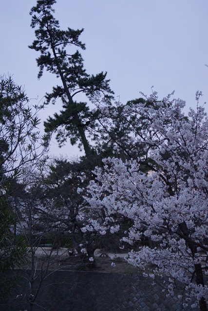 藤田八束：鉄道の旅、美しい夙川の桜と鉄道、美しい桜と鉄道、春爛漫桜と阪急電車、写真ベストポジション_d0181492_22204730.jpg