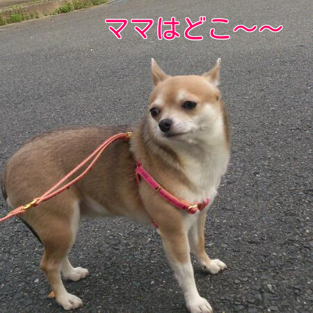 b0237894_1013405.png