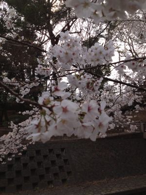 桜2013＆EASTER_b0079995_1730376.jpg