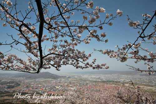 和歌山の桜(２)：紀の川市百合山_a0135396_19555172.jpg