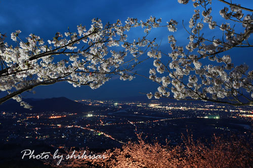 和歌山の桜(２)：紀の川市百合山_a0135396_19561321.jpg