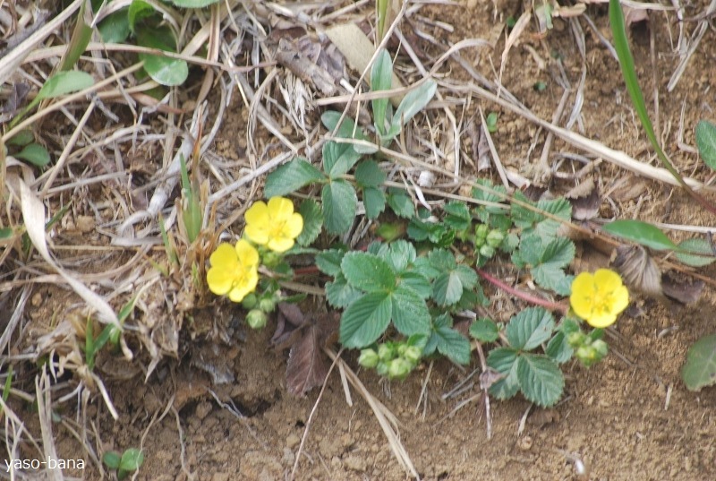 e0025300_2126242.jpg