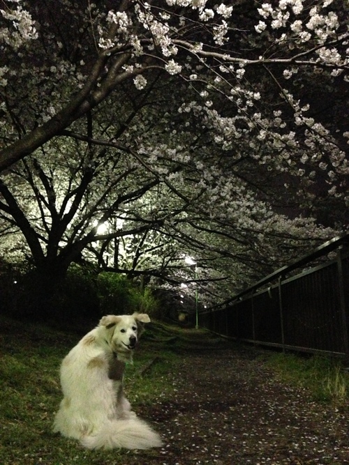 桜　と　見返りアイラ！　/  Islay with Sakura!!_a0032004_17581481.jpg