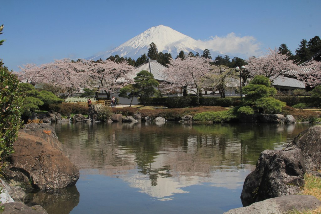 大石寺の桜_a0188405_9104241.jpg