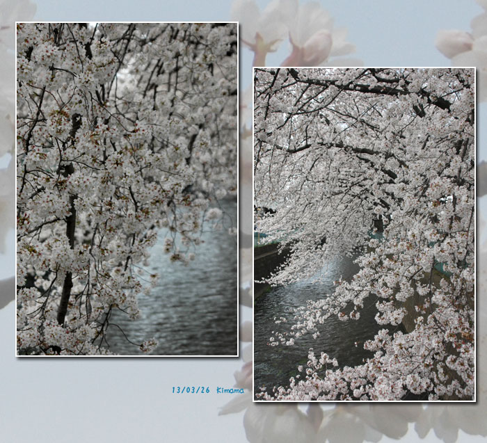 今年のお花見_c0051105_038277.jpg