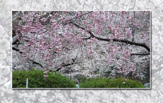 今年のお花見_c0051105_0525248.jpg
