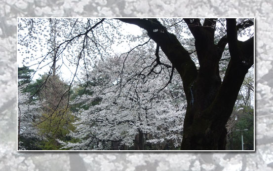 今年のお花見_c0051105_053733.jpg