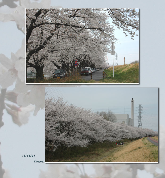 今年のお花見_c0051105_1314771.jpg