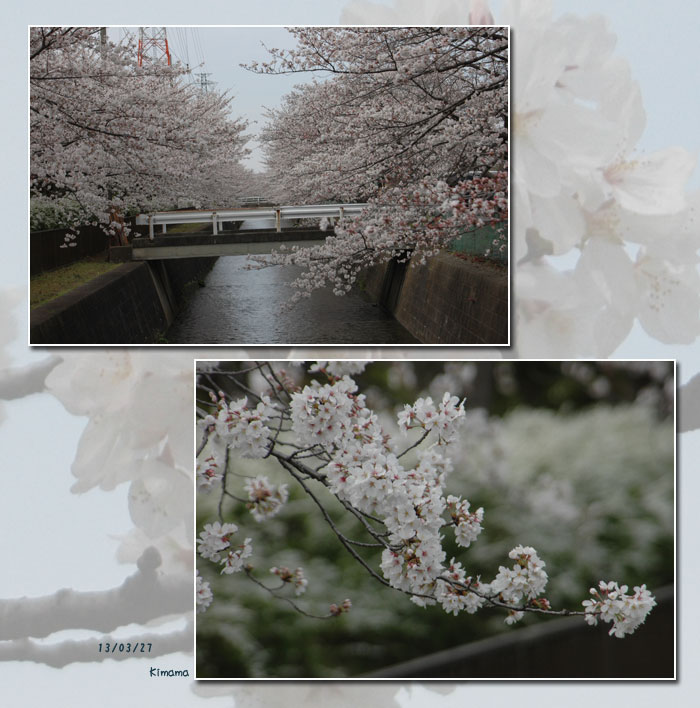 今年のお花見_c0051105_142714.jpg