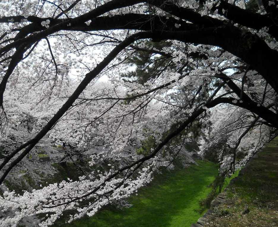 　名古屋城の桜　　４．３_d0140806_9315983.jpg