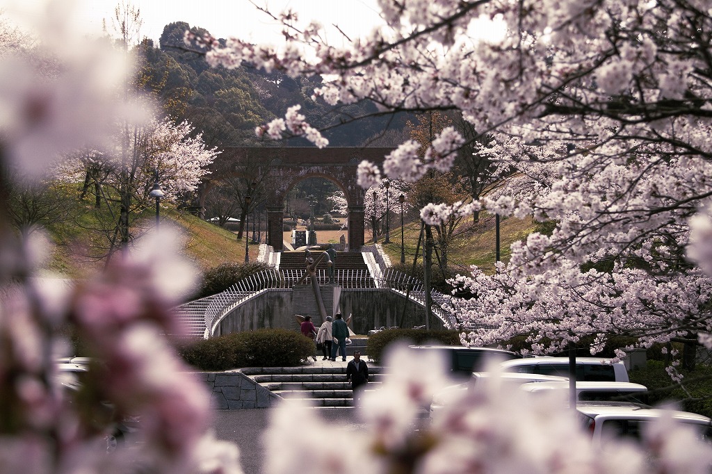 ４月３日　桜満開_b0229909_1014012.jpg