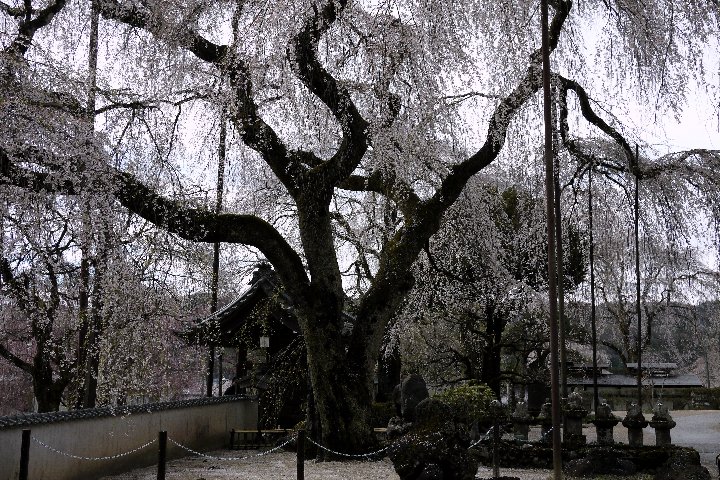 雨上がりの清雲寺(4/3)_a0268412_21381786.jpg