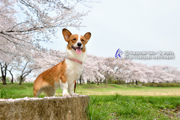 桜の撮影会~♪_f0155118_1614699.jpg