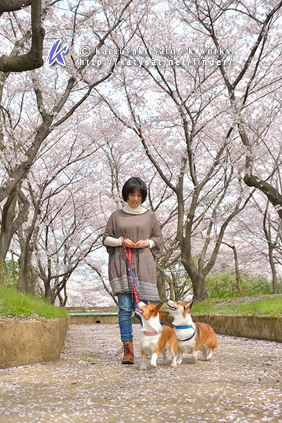 桜の撮影会～♪_f0155118_1615581.jpg