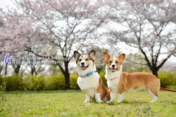 桜の撮影会~♪_f0155118_16163294.jpg