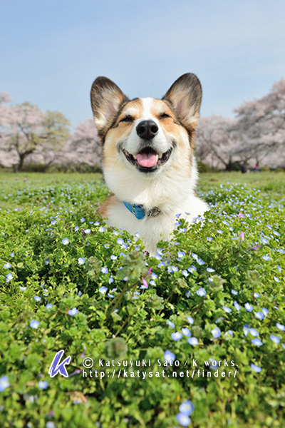 桜の撮影会~♪_f0155118_16165664.jpg