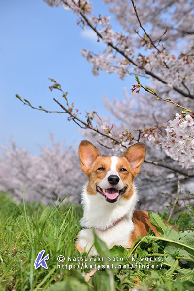 桜の撮影会~♪_f0155118_16172755.jpg