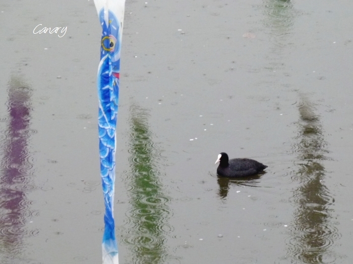 雨に煙る桜＆こいのぼり　館林市こいのぼりの里にて　2013/4/2  in Gunma_d0129921_2147642.jpg