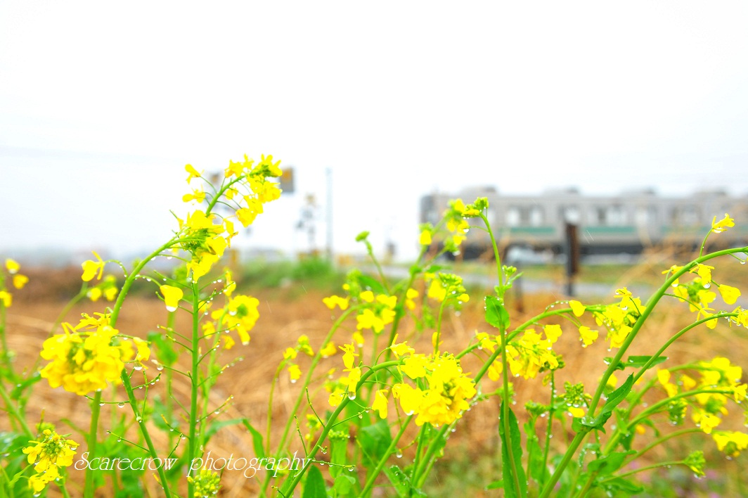 花散らしの雨_a0255123_230194.jpg