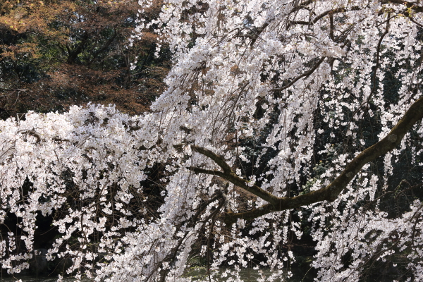 京都御苑の桜＆桃の花_a0166729_23305070.jpg