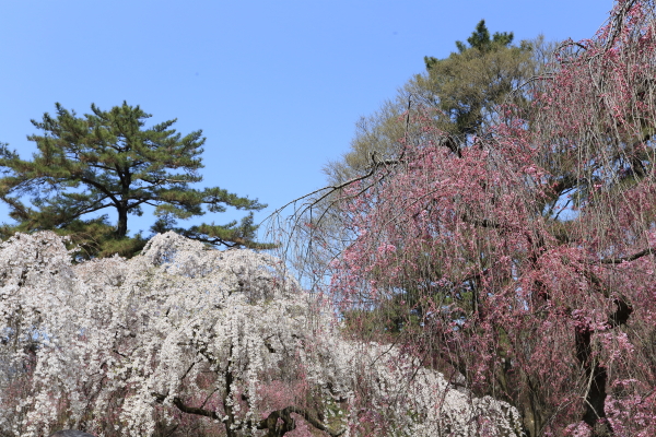 京都御苑の桜＆桃の花_a0166729_2331974.jpg