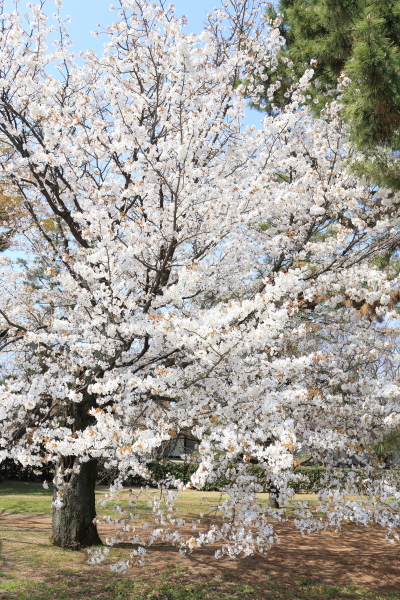 京都御苑の桜＆桃の花_a0166729_23322161.jpg