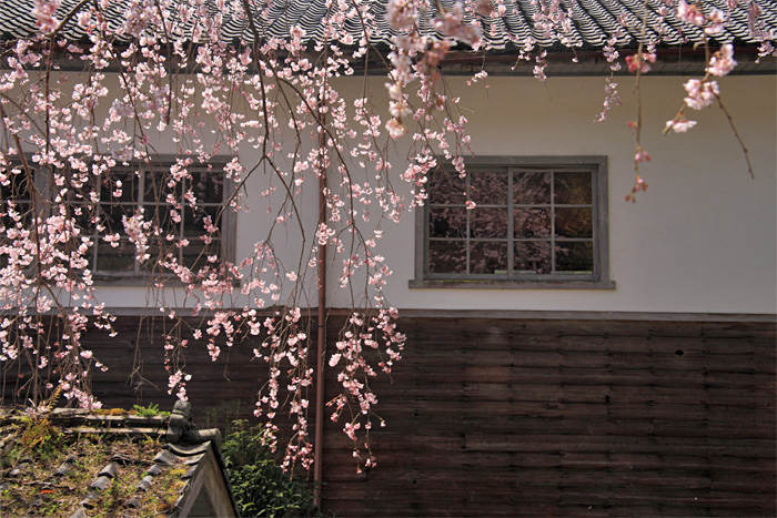 西吉野の花めぐり　続き_e0025930_2235268.jpg