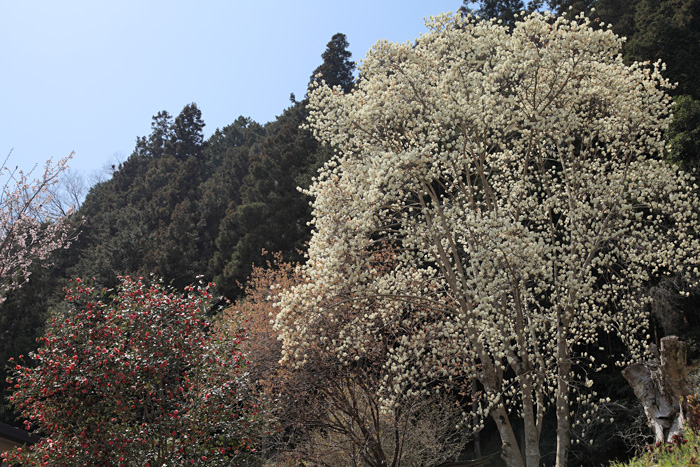 西吉野の花めぐり　続き_e0025930_22373635.jpg