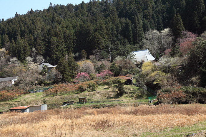 西吉野の花めぐり　続き_e0025930_2238527.jpg