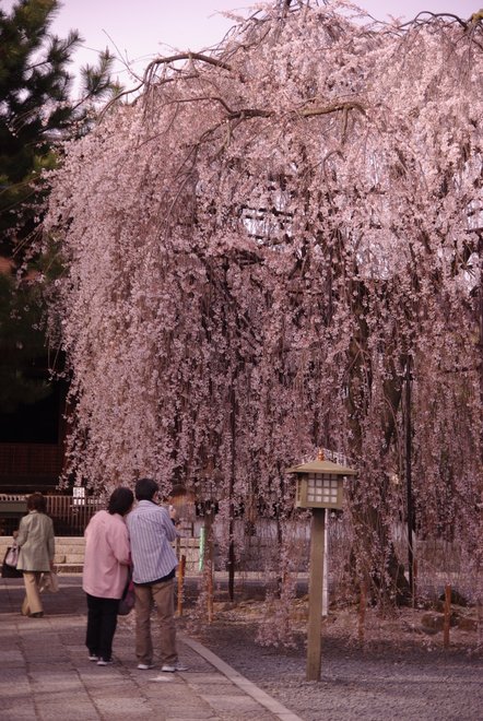 桜　満開の京都　　千本釈迦堂　_e0171336_21221121.jpg