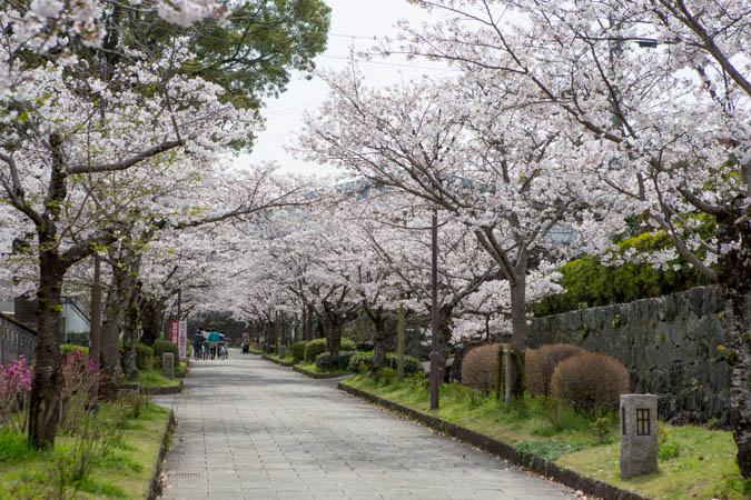 佐賀県鹿島市、桜案内。_d0139939_16565837.jpg