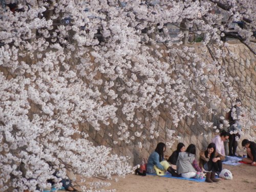 2013年4月2日(火）　所変われば・・・_a0216142_0125060.jpg