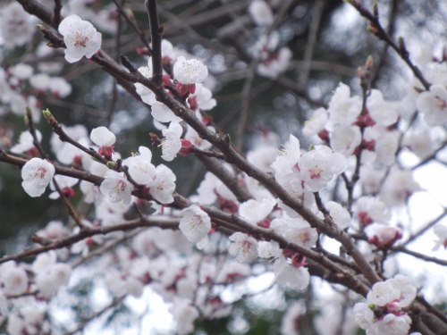 2013年4月2日(火）　所変われば・・・_a0216142_0254625.jpg