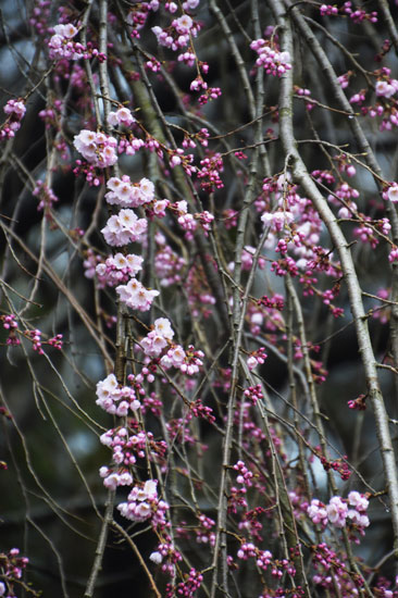 樹木公園の花達（２）_c0093046_8483059.jpg