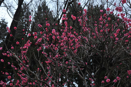 樹木公園の花達（２）_c0093046_848569.jpg