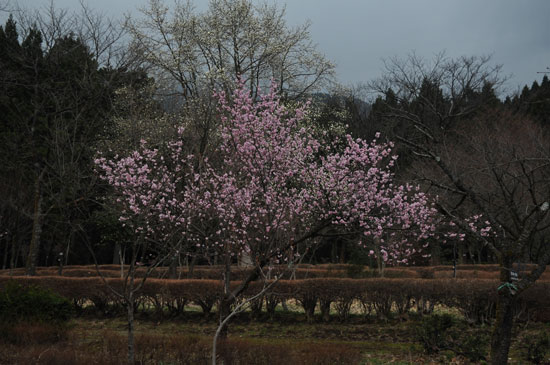 樹木公園の花達（２）_c0093046_8491319.jpg