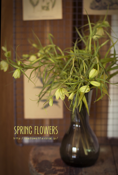 部屋の一角のお花たち_d0124248_13344844.jpg